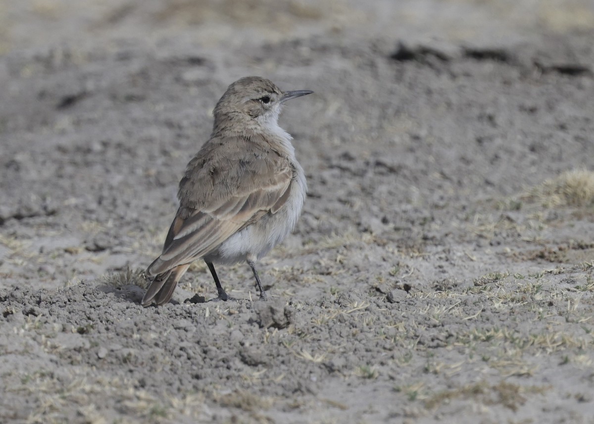 Землекоп андський - ML644322347