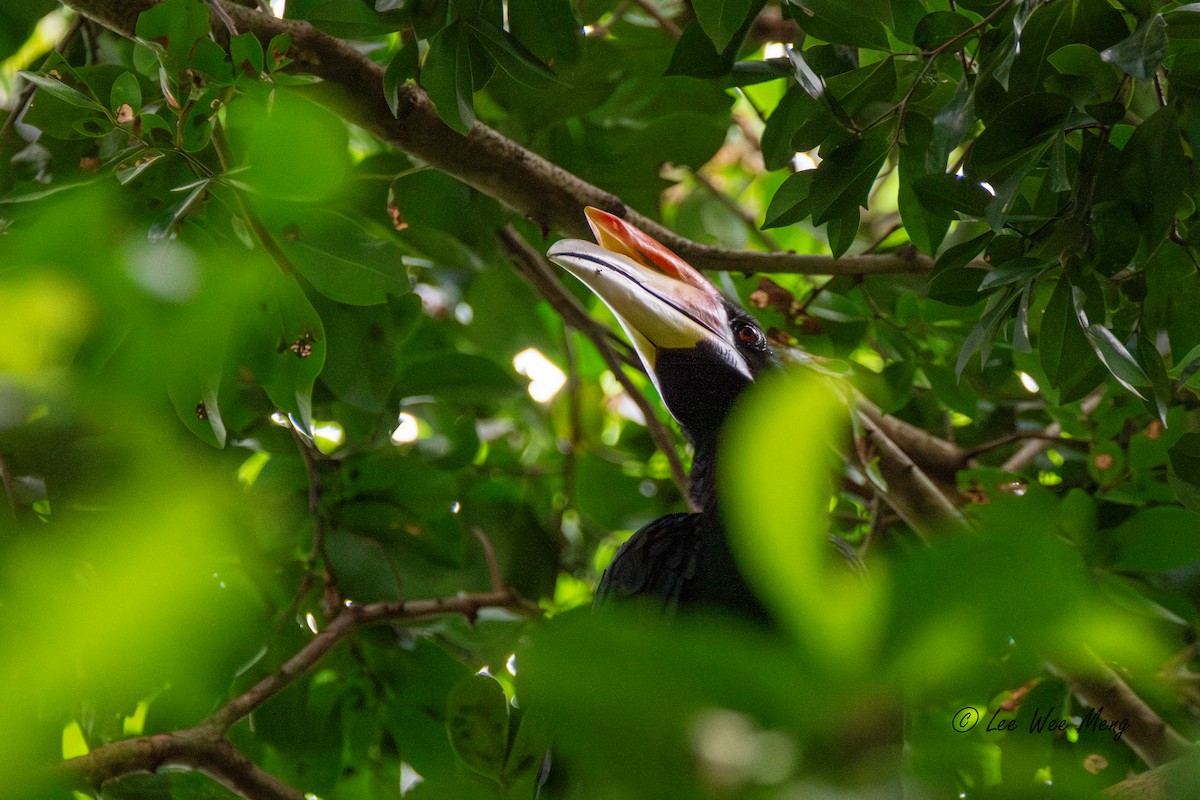 Rhinoceros Hornbill - ML644322353
