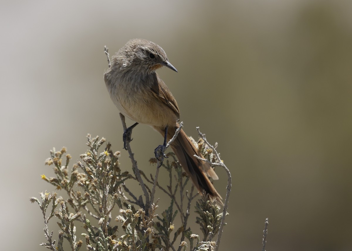 Канастеро андський - ML644322362