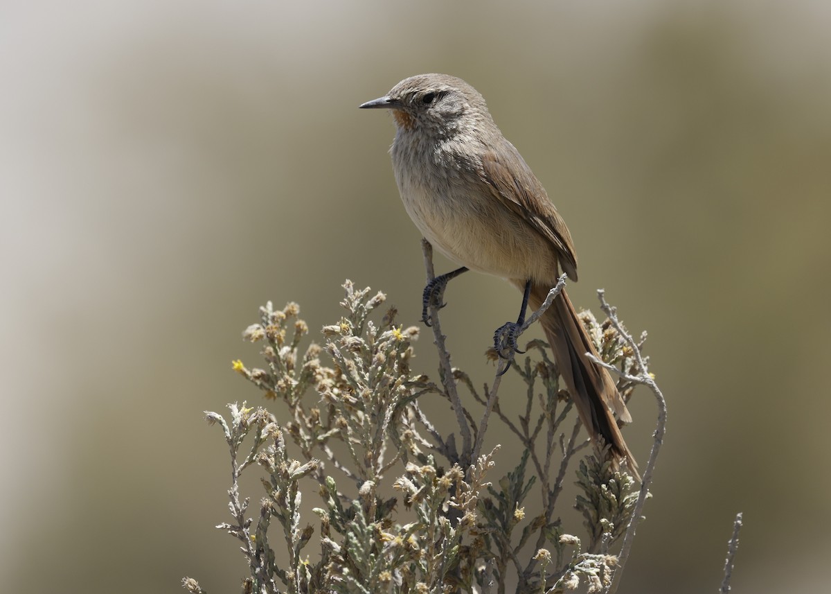 Канастеро андський - ML644322363