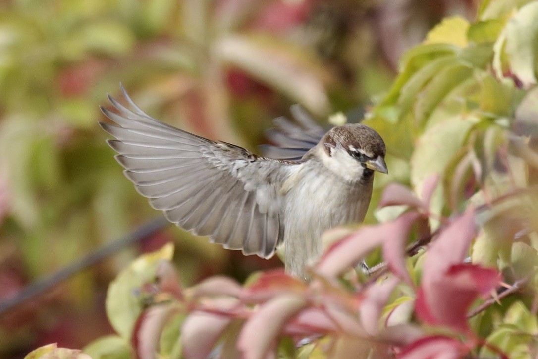 Passera d'Italia - ML644322366