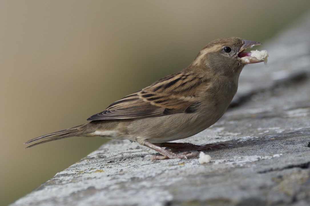 Passera d'Italia - ML644322367