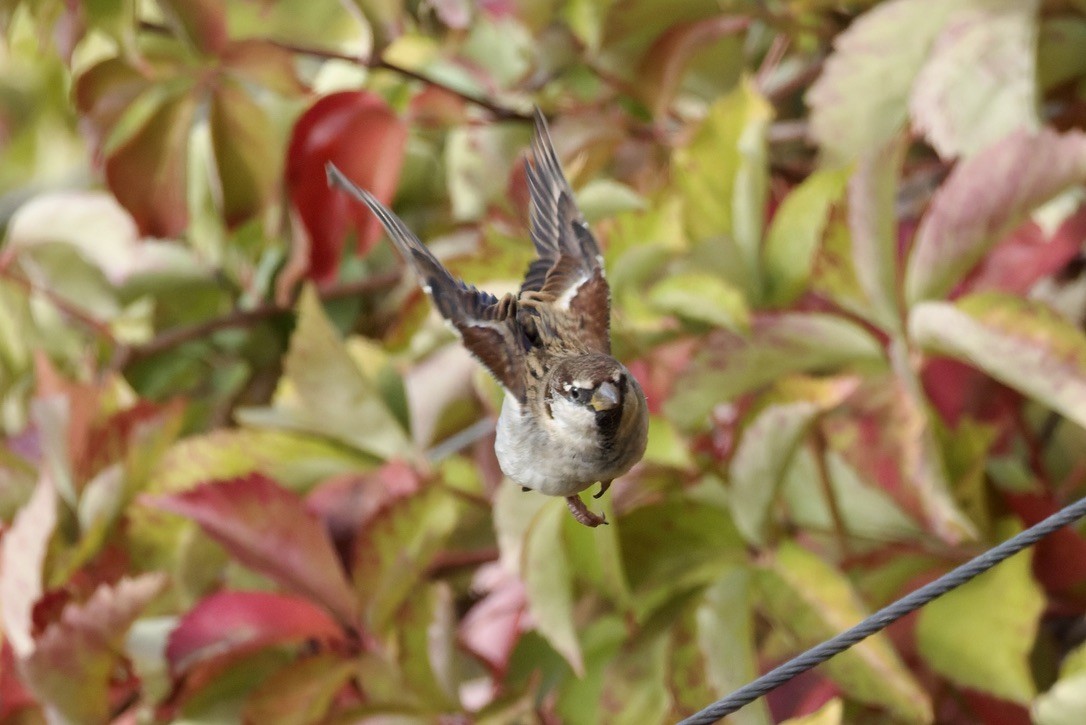 Passera d'Italia - ML644322368