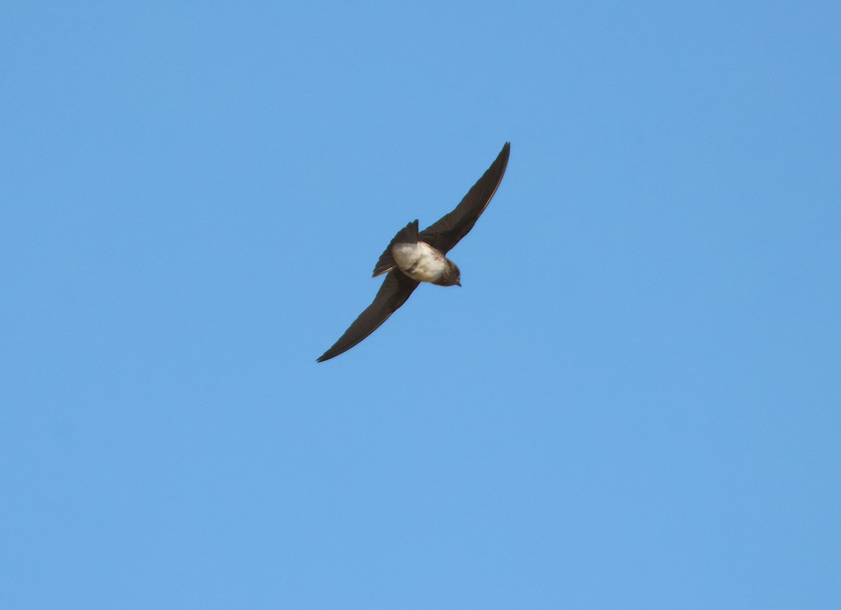 Mascarene Martin - ML644322370