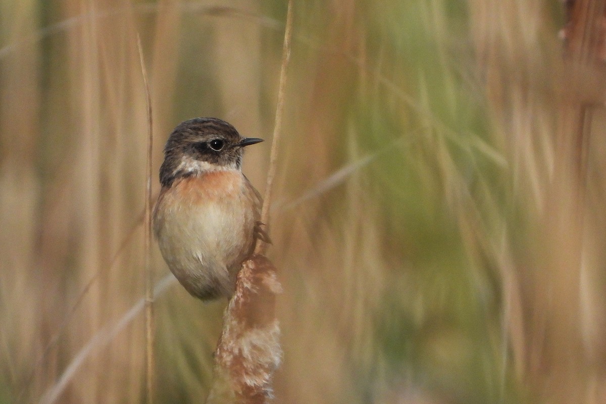 European Stonechat - ML644322373