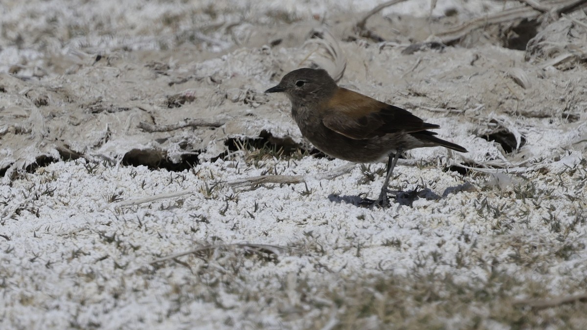 Негрито андський - ML644322376