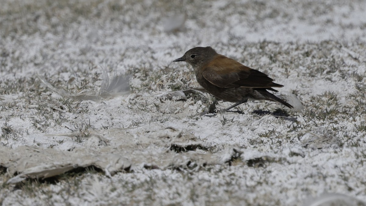 Негрито андський - ML644322377