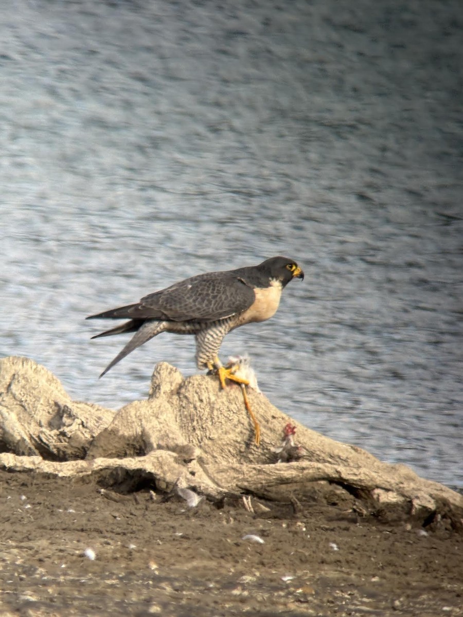Peregrine Falcon - ML644322378