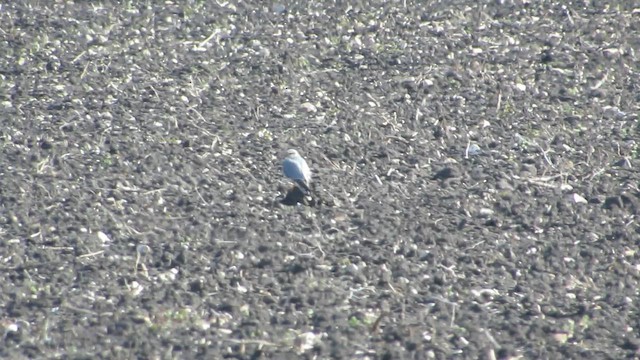 灰背隼(richardsonii) - ML644322386