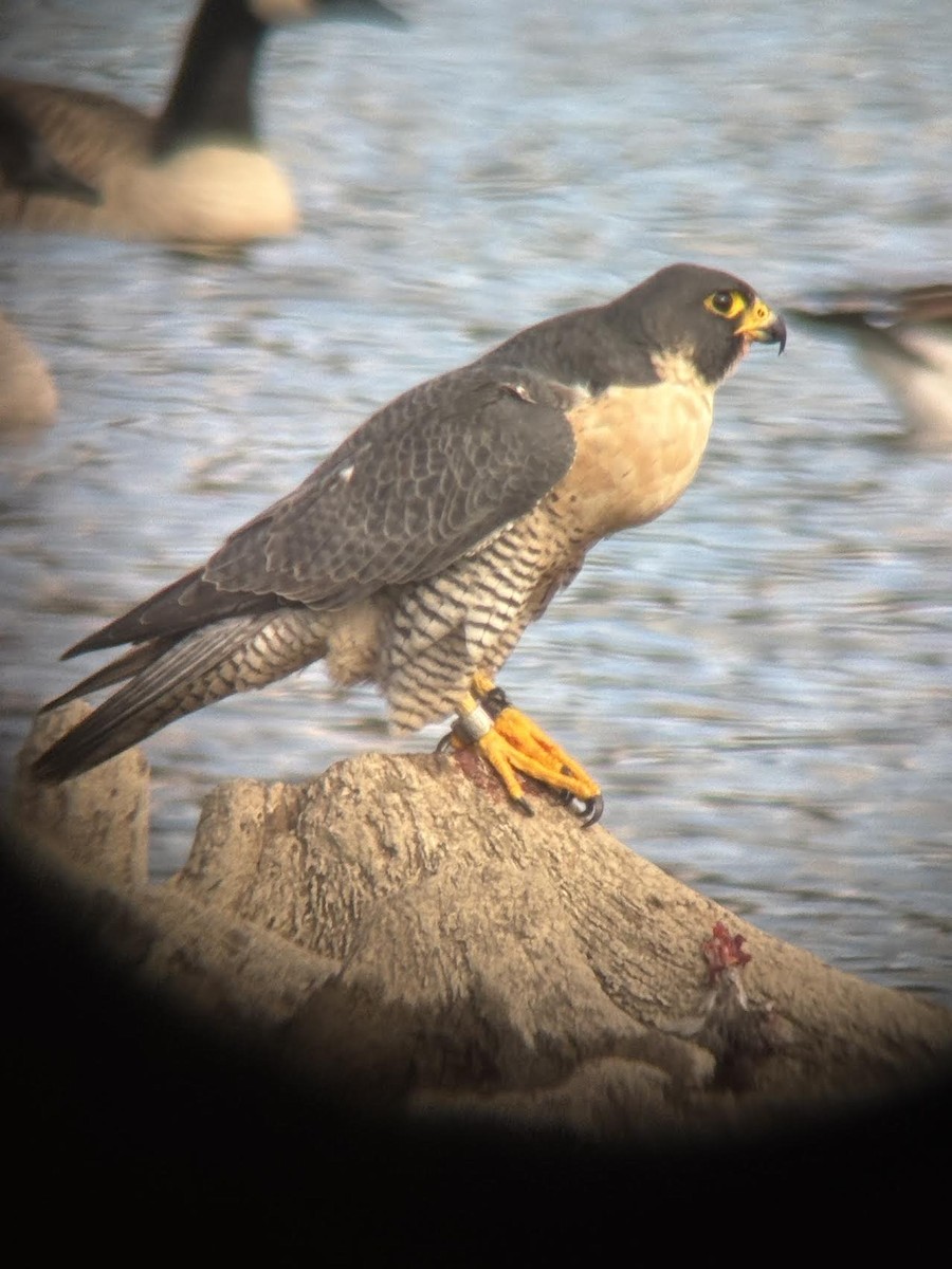 Peregrine Falcon - ML644322389