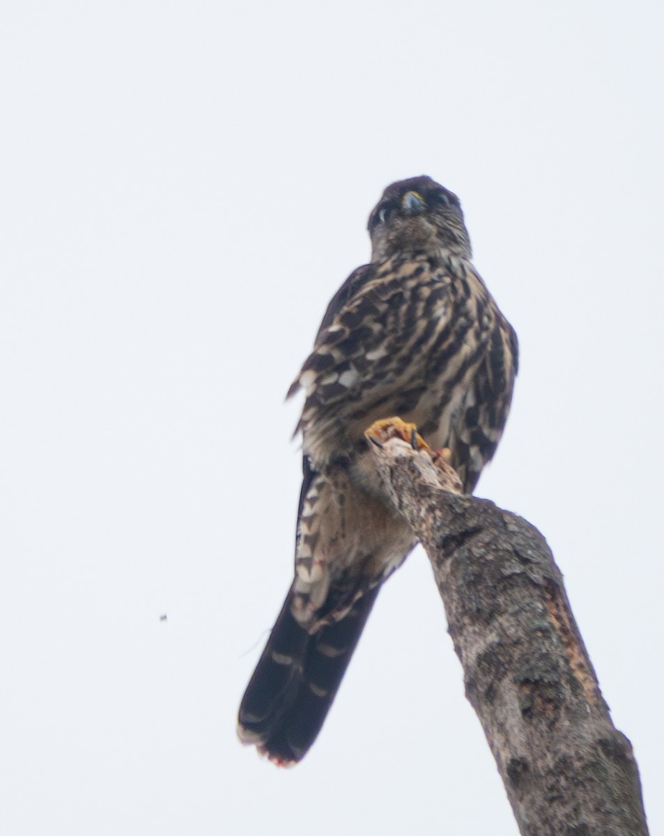 Підсоколик малий - ML644322390