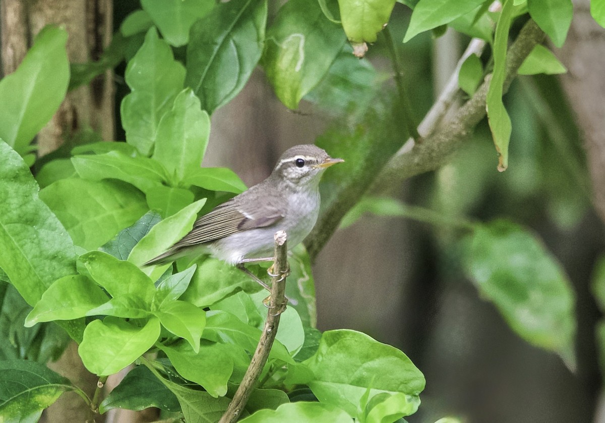 Arctic Warbler - ML644322391