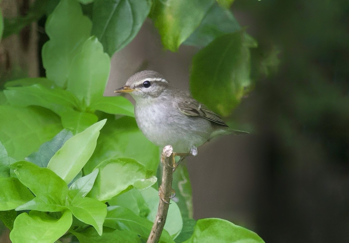 Arctic Warbler - ML644322392