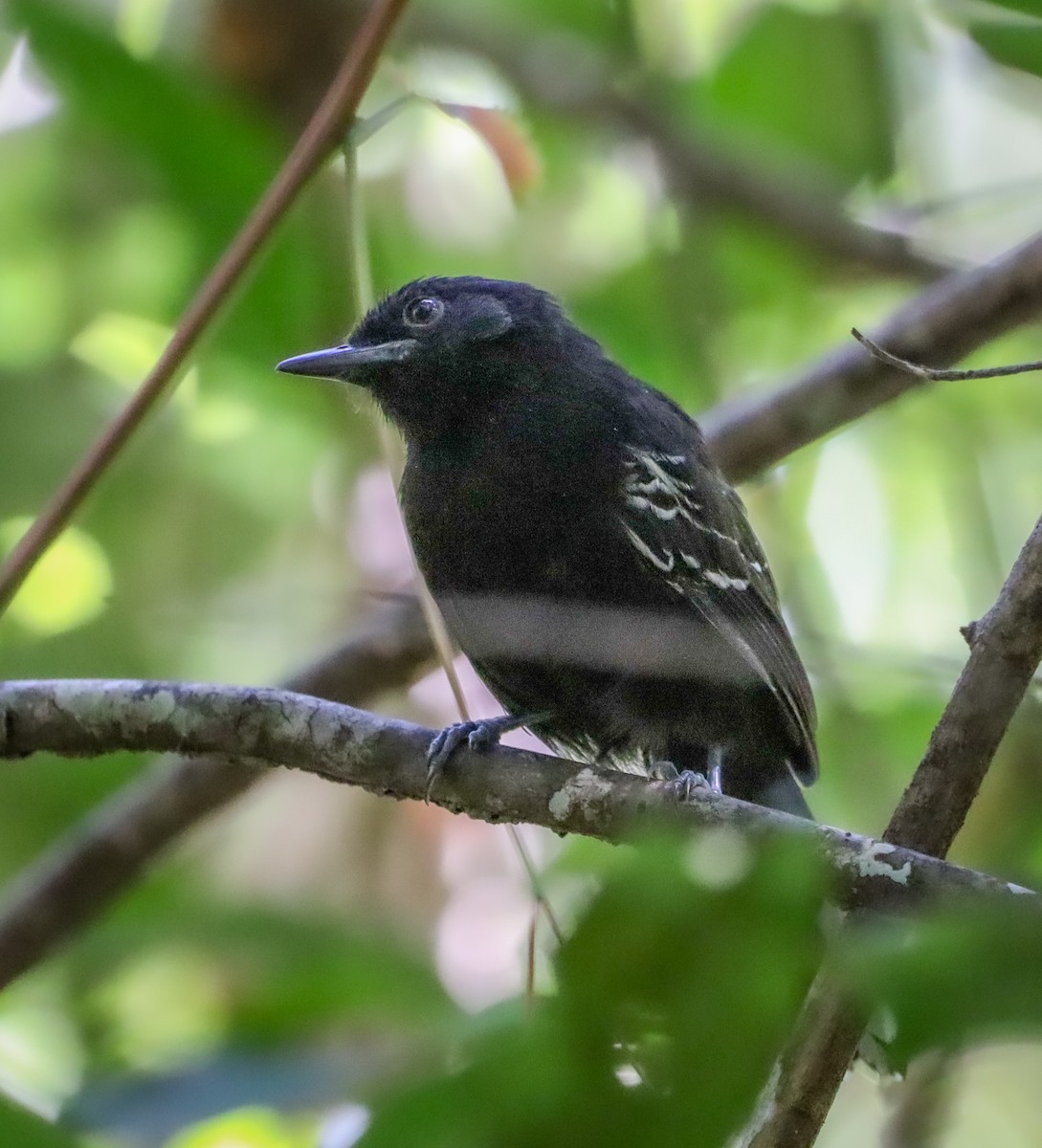 Bananal Antbird - ML644322395