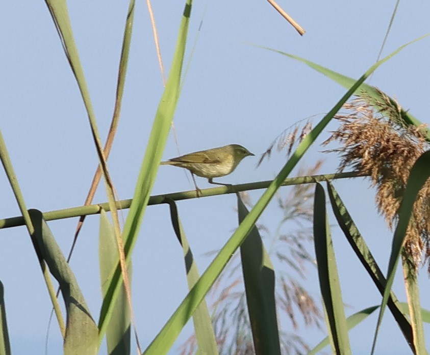 Вівчарик жовточеревий - ML644322398