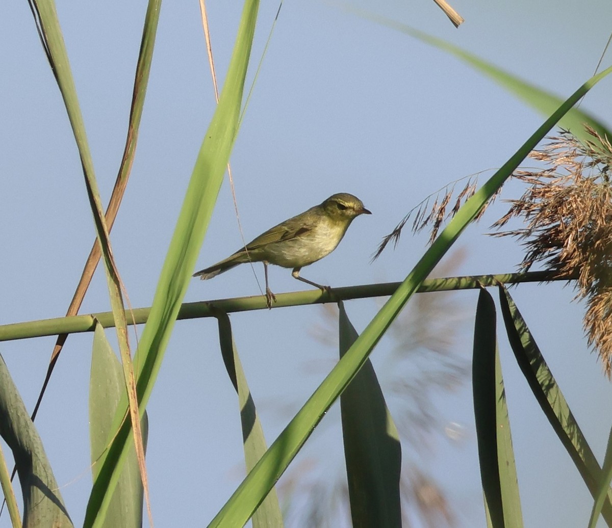 Вівчарик жовточеревий - ML644322399