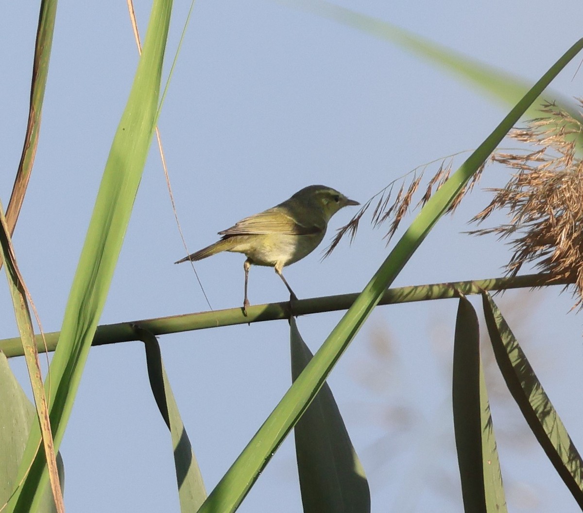 Вівчарик жовточеревий - ML644322400