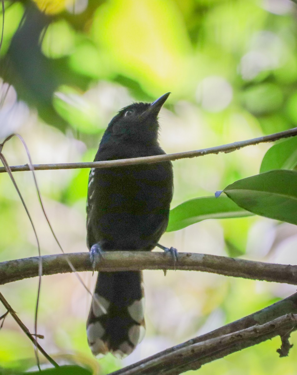 Bananal Antbird - ML644322401