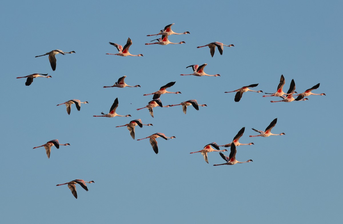 Flamant nain - ML644322403