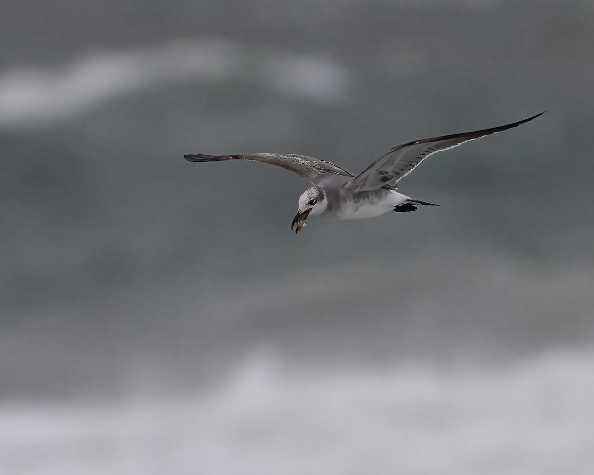 Laughing Gull - ML644322406