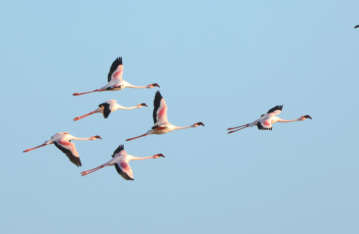 Flamant nain - ML644322407