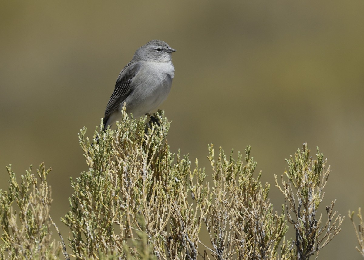Вівсянчик сіроволий - ML644322408
