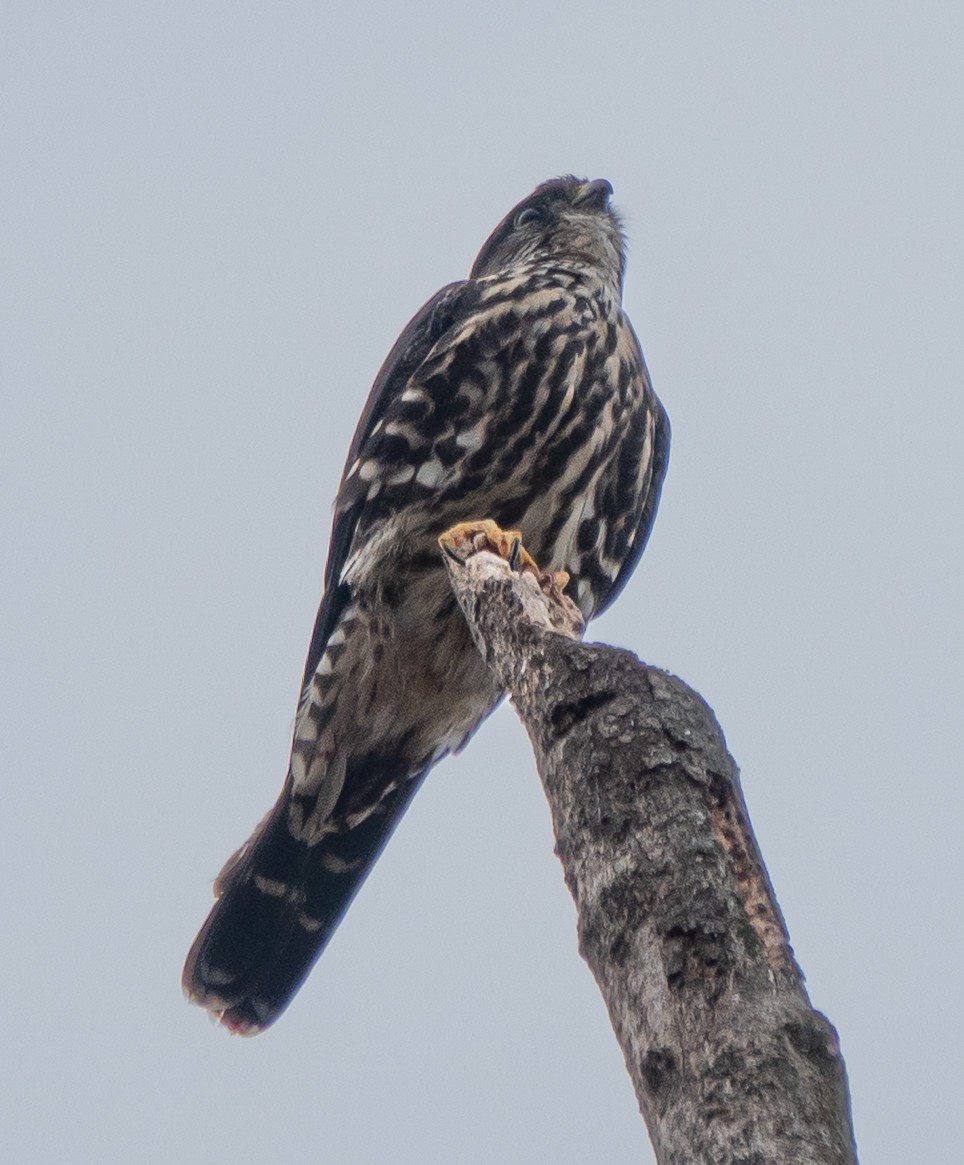 Підсоколик малий - ML644322409