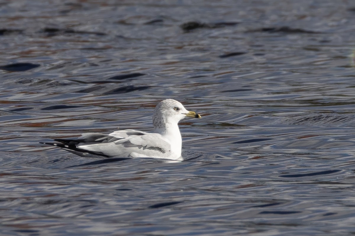 Ring-billed Gull - ML644322412