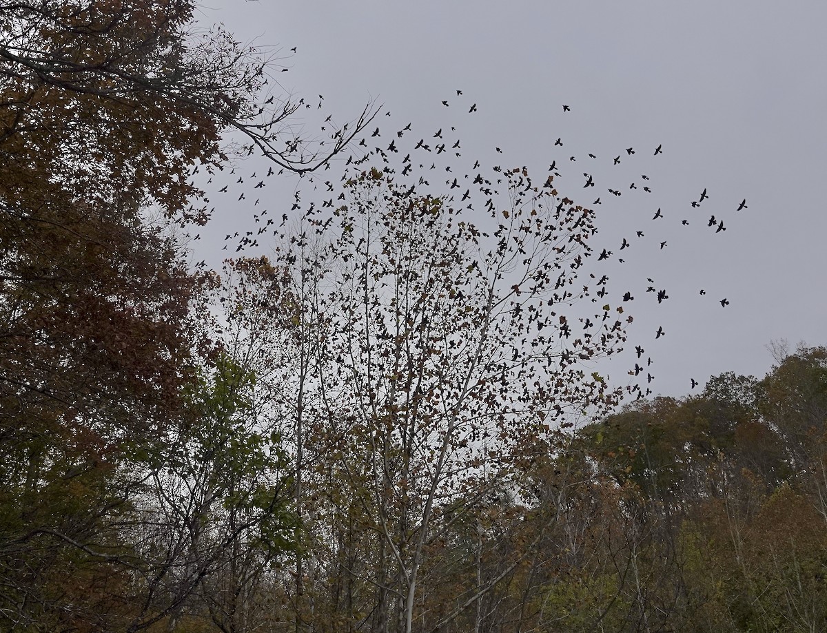 Гракл пурпуровошиїй - ML644322418