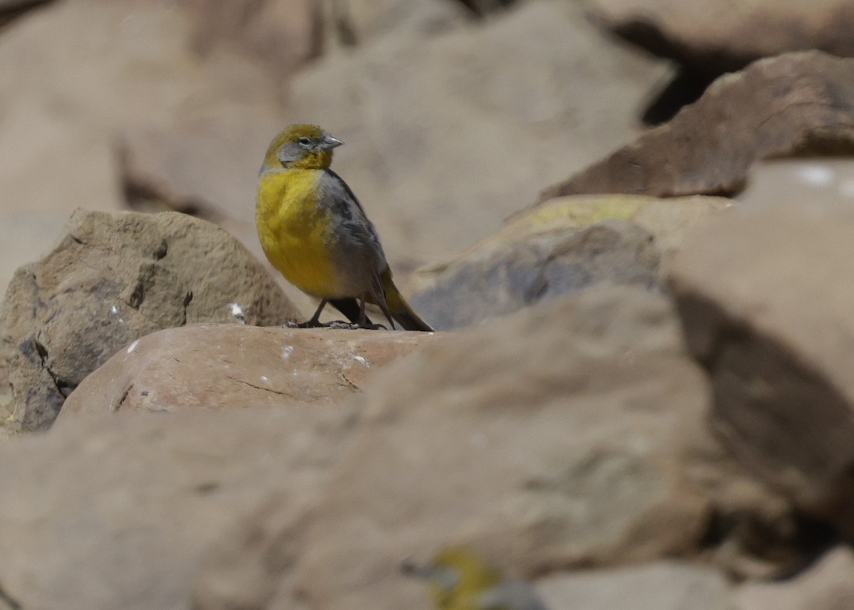 Bright-rumped Yellow-Finch - ML644322421