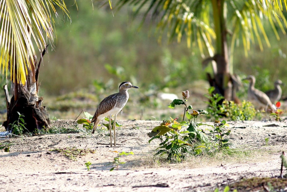 Double-striped Thick-knee - ML644322424