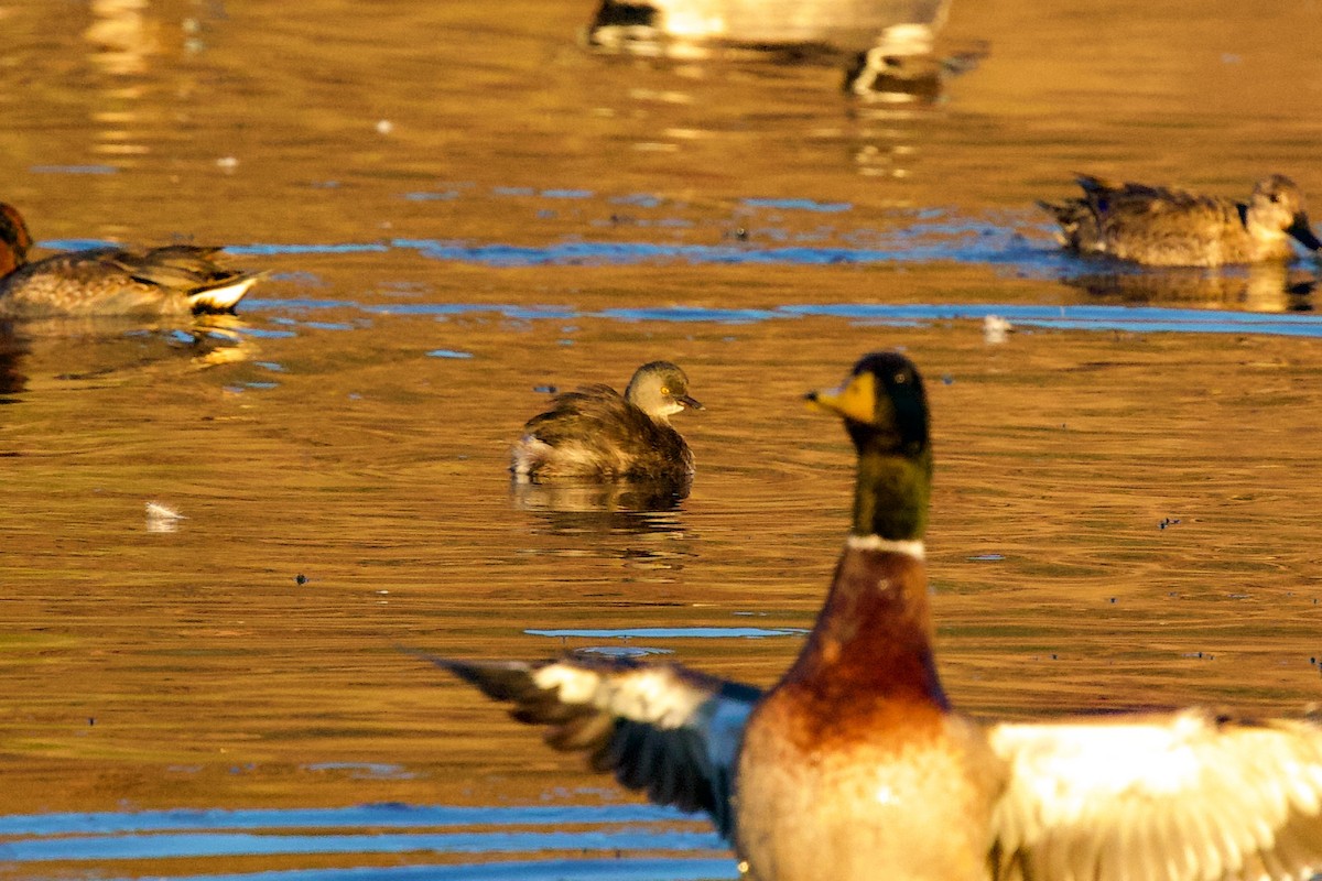 Least Grebe - ML644322426