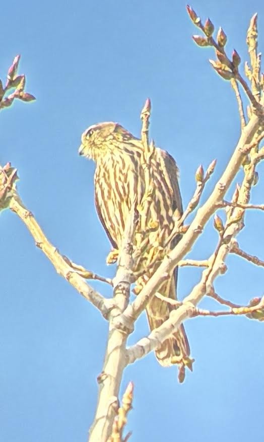 Merlin - ML644322433