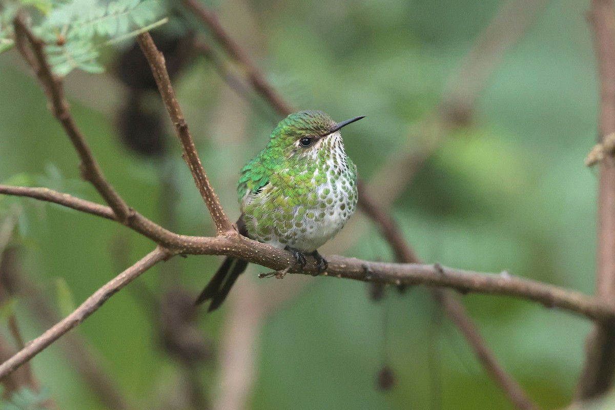 Green-tailed Trainbearer - ML644322437