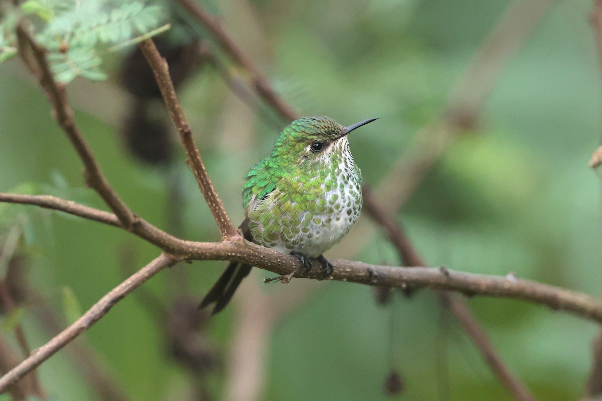 Green-tailed Trainbearer - ML644322438