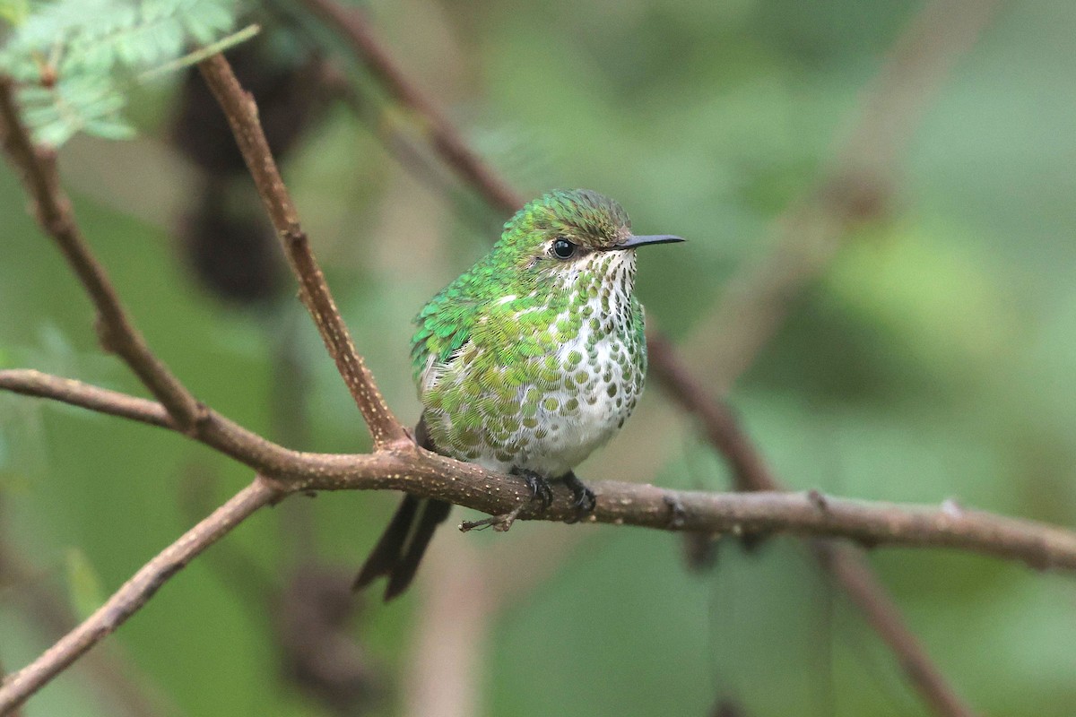 Green-tailed Trainbearer - ML644322441