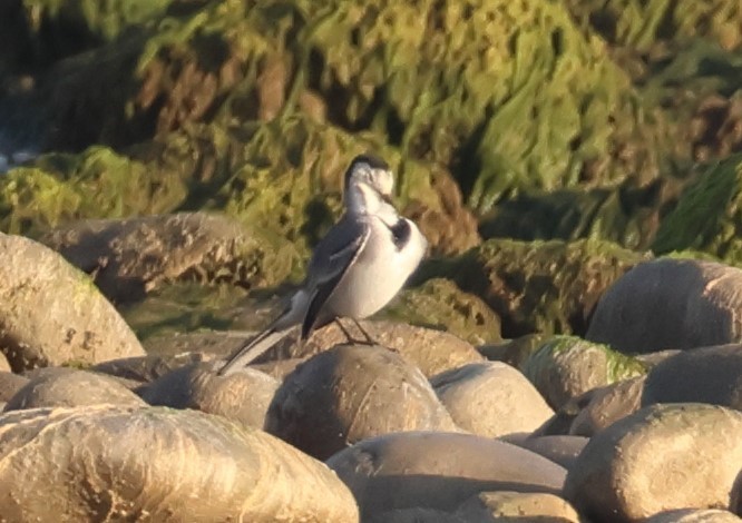 White Wagtail (White-faced) - ML644322446