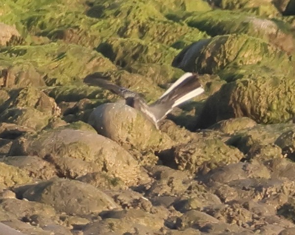 White Wagtail (White-faced) - ML644322447