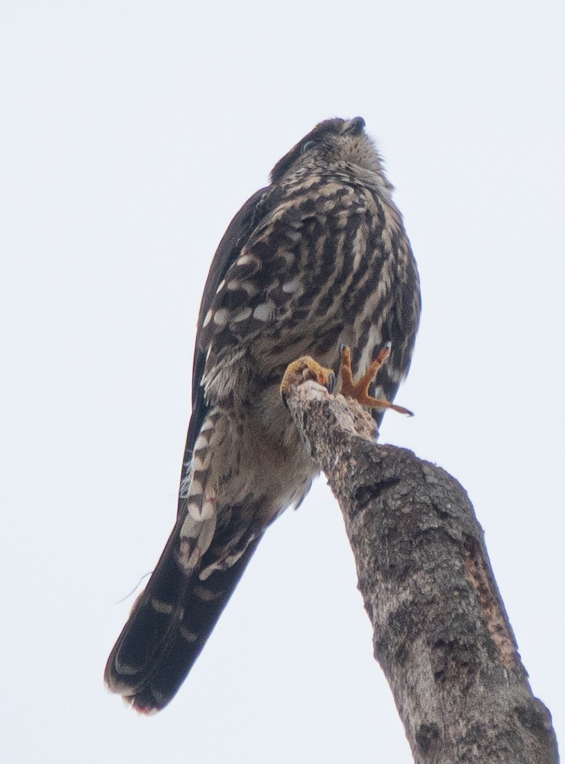 Підсоколик малий - ML644322449