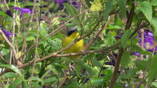 Southern Yellowthroat - ML644322462