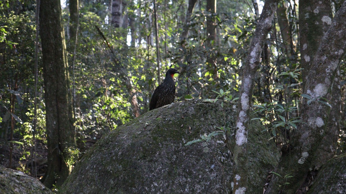 Pénélope yacouhou - ML644322463