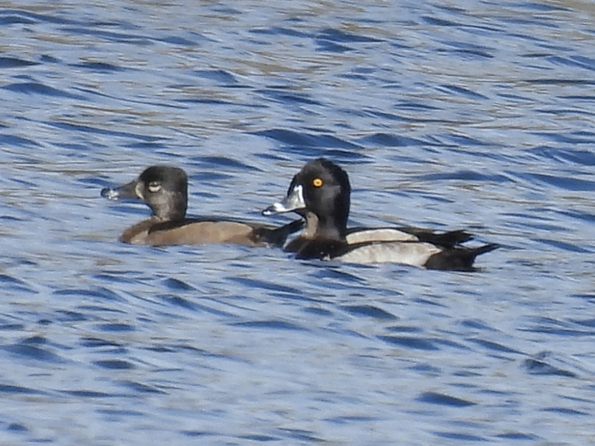 Moretta dal collare - ML644322465