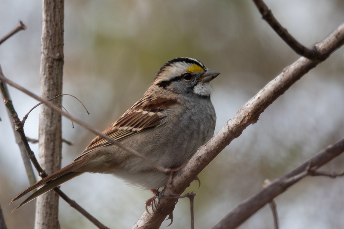 Бруант білогорлий - ML644322479