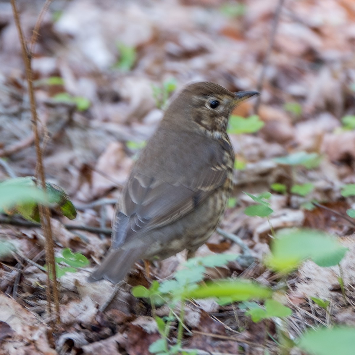Song Thrush - ML644322481
