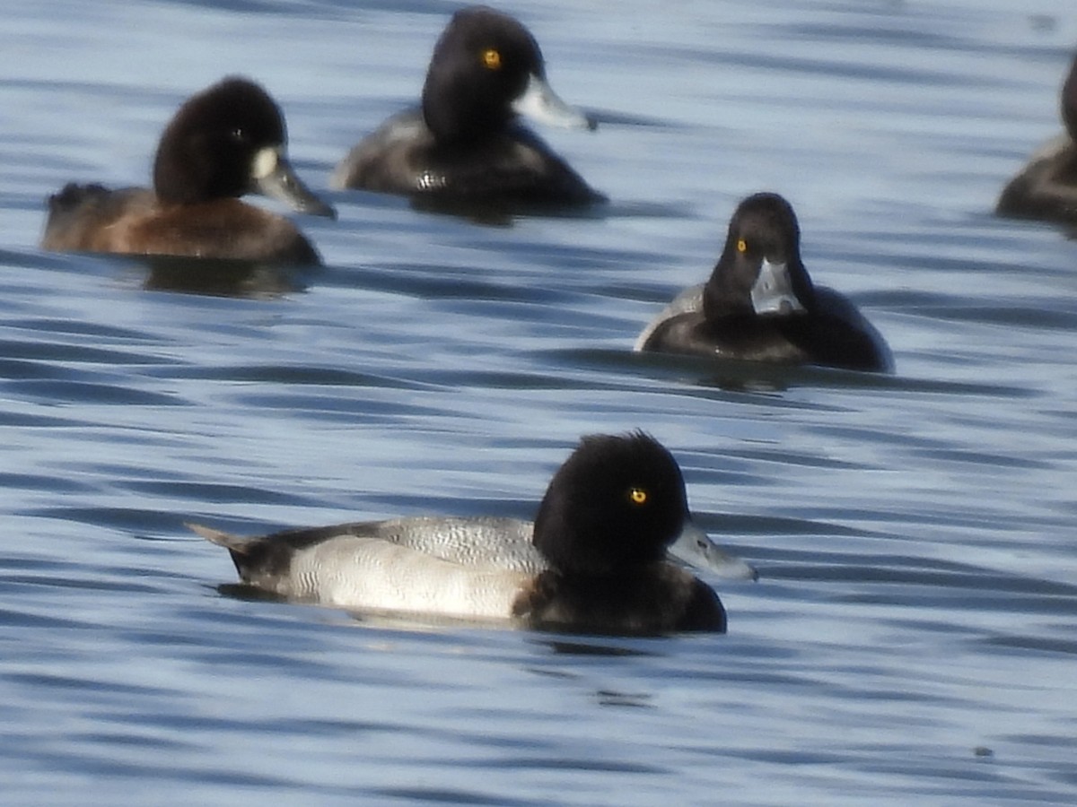 Lesser Scaup - ML644322485