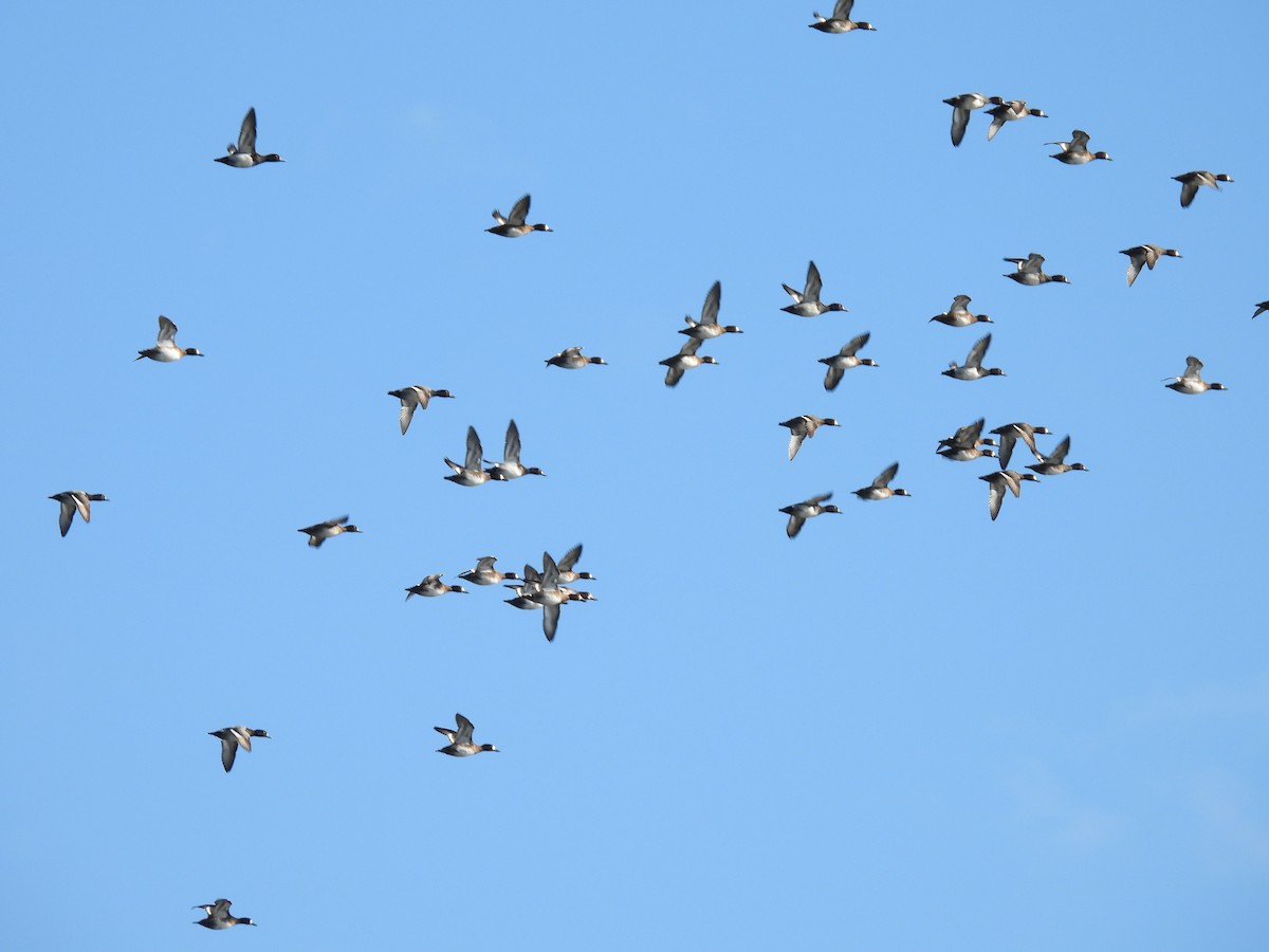 Lesser Scaup - ML644322487