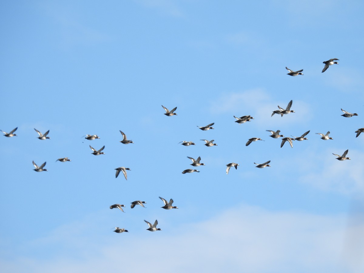 Lesser Scaup - ML644322488