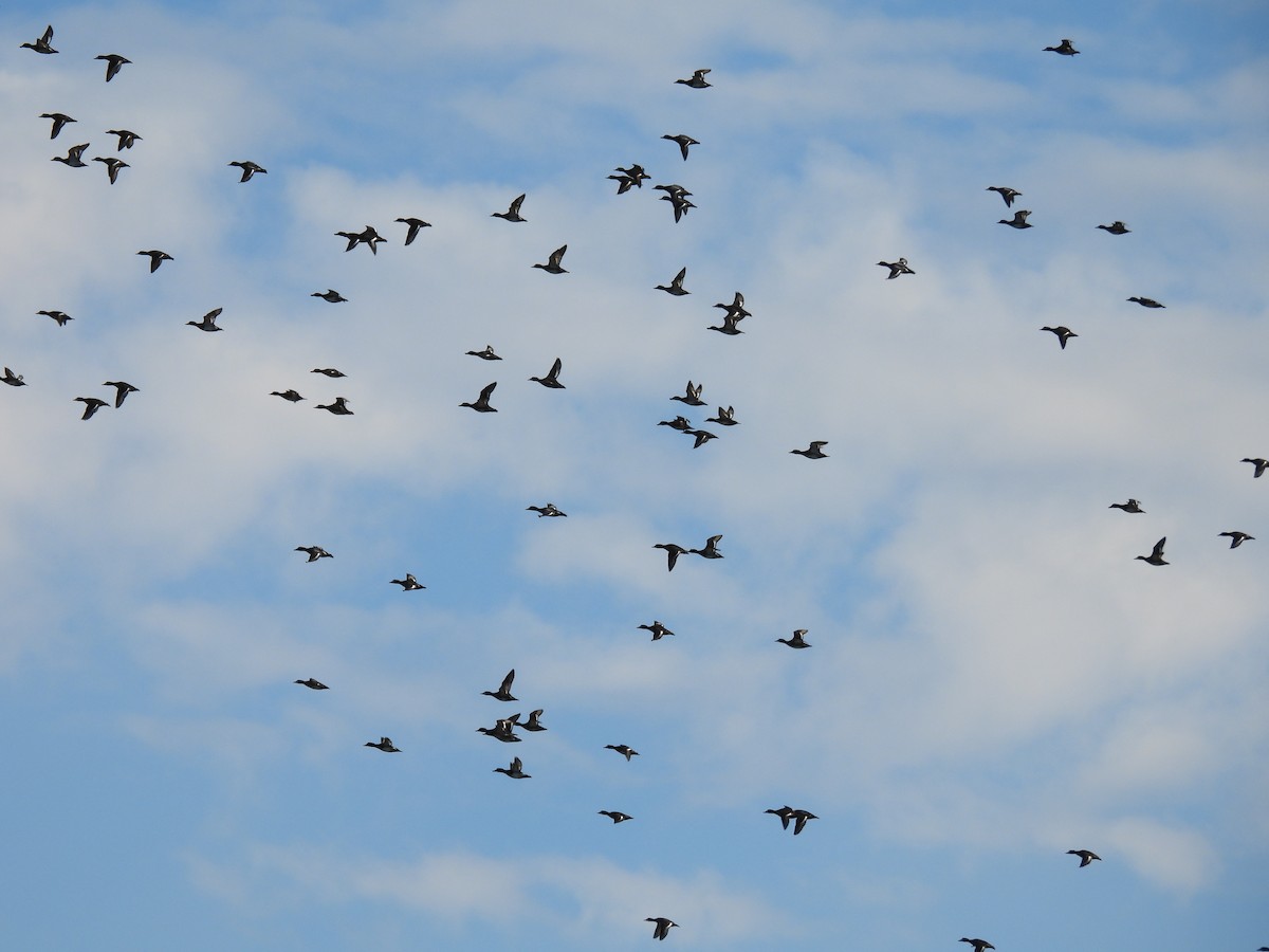 Lesser Scaup - ML644322490