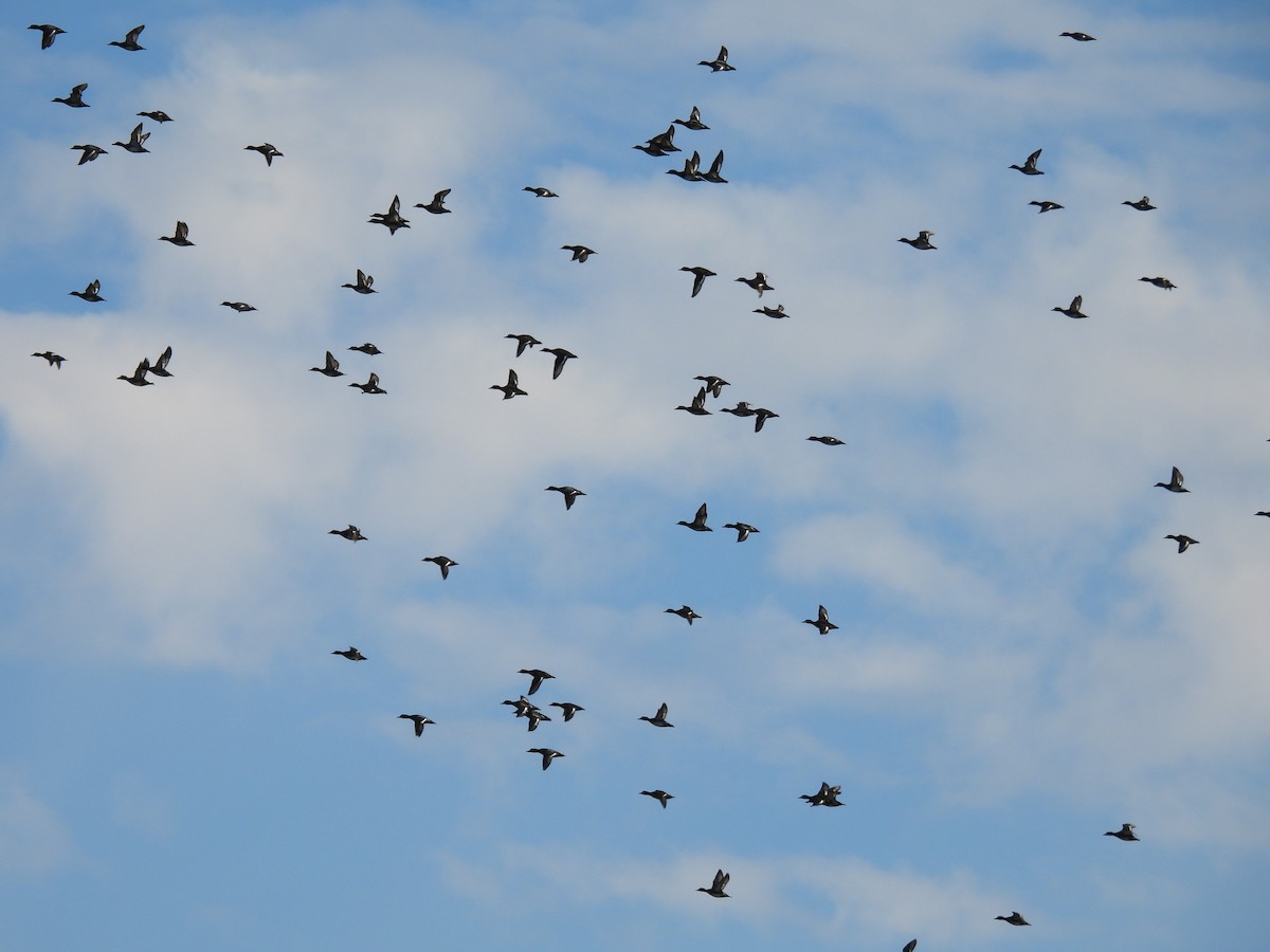 Lesser Scaup - ML644322491