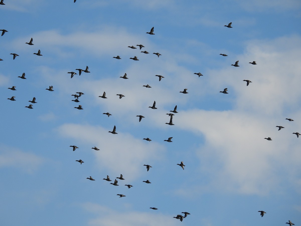 Lesser Scaup - ML644322492